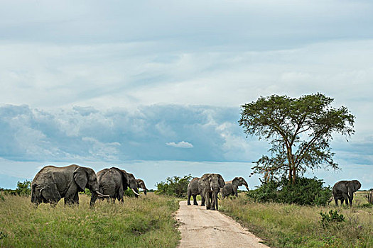 非洲象,牧群,途中,伊丽莎白女王国家公园,乌干达,非洲