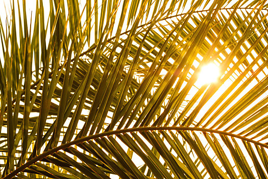 棕榈叶,捐赠,荫凉,太阳
