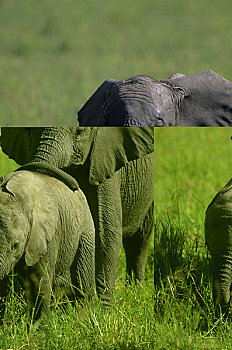 肯尼亚,马赛马拉,草地,大象,幼仔,两个月,2岁