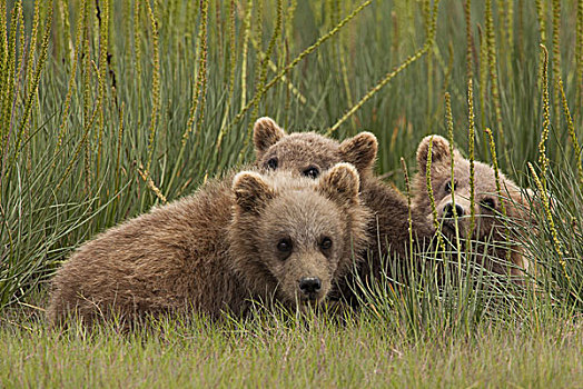 棕熊,幼兽,克拉克湖,国家公园,阿拉斯加,美国