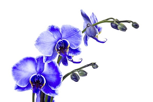 漂亮,紫罗兰,兰花,蝴蝶兰属