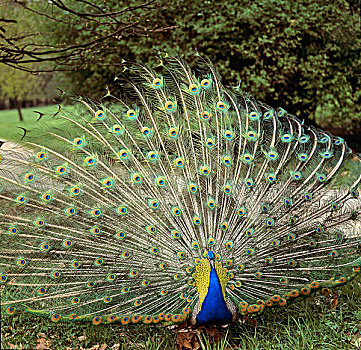 蓝色,孔雀,蓝孔雀,展示,尾部,羽毛,格拉茨,奥地利,欧洲