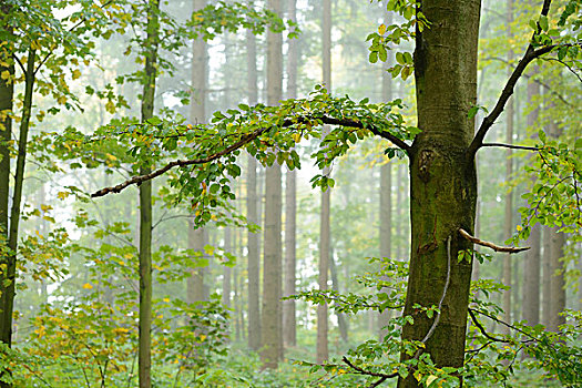 欧洲山毛榉,树,树林,普拉蒂纳特,巴伐利亚,德国
