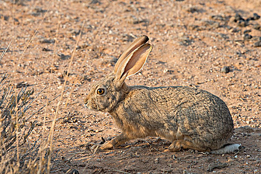 野兔,草兔,卡拉哈里沙漠,纳米比亚,非洲