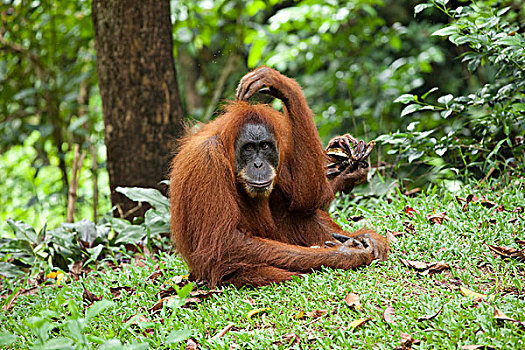 猩猩,雨,树林,苏门答腊岛,印度尼西亚,亚洲