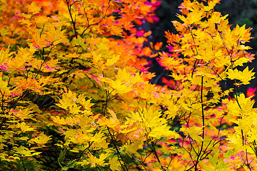 深秋,黄色,橙色,红叶,枫树,秋色,俄勒冈,美国,北美