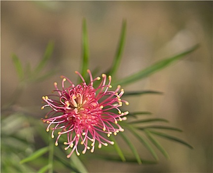 银桦属,物种,澳大利亚,野花