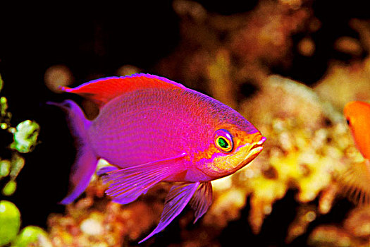 巴布亚新几内亚,紫色,鱼
