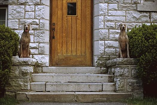 魏玛犬,狗,一对,坐,门,模仿,雕塑