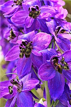 紫罗兰,飞燕草,特写