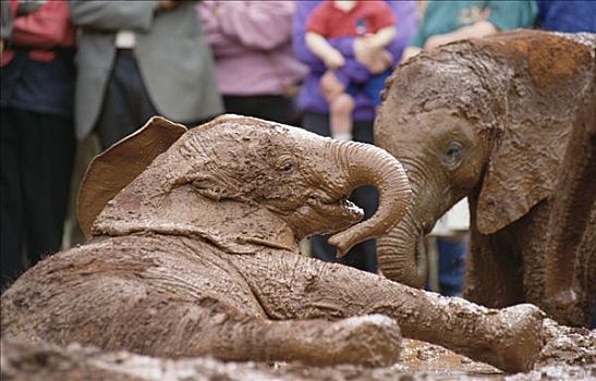 非洲象,孤儿,五个,星期,老,沐浴,东察沃国家公园,肯尼亚