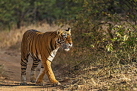 野生,虎,干燥,树林,伦滕波尔国家公园,拉贾斯坦邦,印度,亚洲