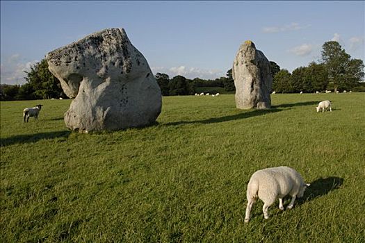 绵羊,放牧,巨石阵,威尔特,英格兰,英国