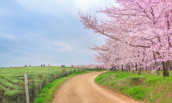 贵州红枫湖樱花与茶田