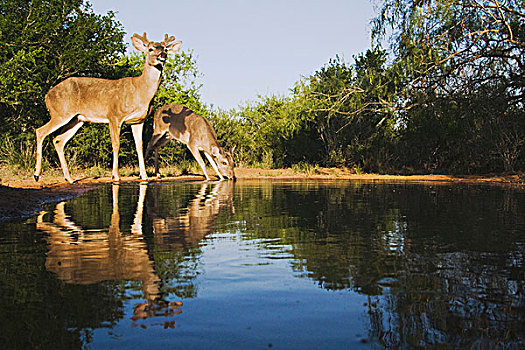 白尾,鹿,喝,瑞欧格兰山谷,德克萨斯,美国