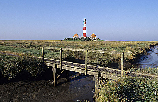 灯塔,半岛,埃德施泰茨,石勒苏益格,黑白花牛,德国