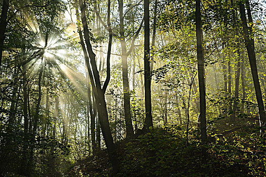 落叶林,酸橙树,大槭树,海尼希,国家公园,图林根州,德国,欧洲