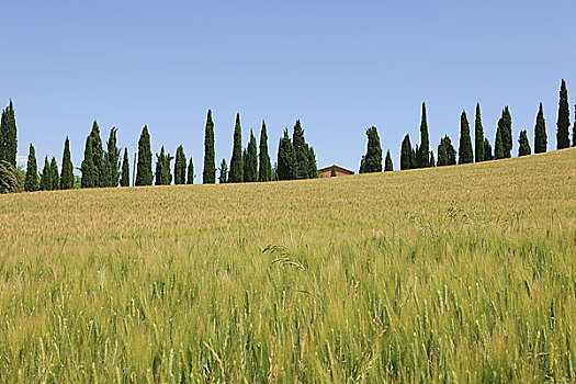 柏树,麦田,靠近,锡耶纳,意大利