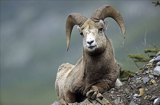 大角羊,碧玉国家公园,加拿大,看镜头,肖像