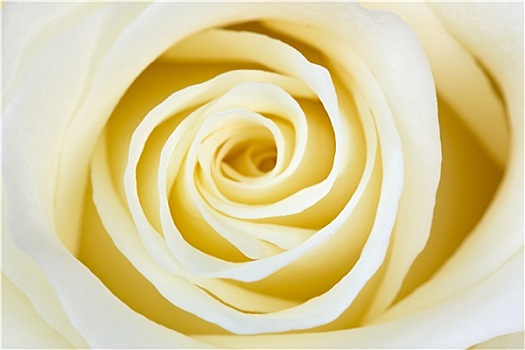 漂亮,白色蔷薇