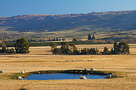绵羊,灌溉,水塘,中心,奥塔哥,南岛,新西兰