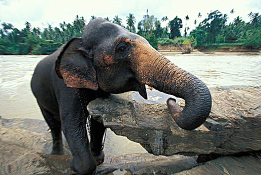 斯里兰卡,大象,沭浴,河,品纳维拉,动物收容院,靠近