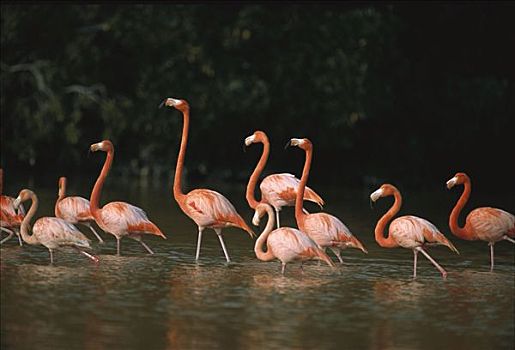 大红鹳,火烈鸟,成群,涉水,生物保护区,墨西哥