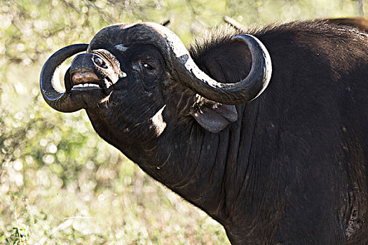 南非水牛,非洲水牛,林波波河,省,南非