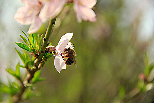 蜜蜂采蜜