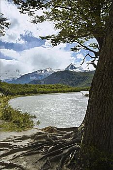 树,湖岸,山峦,背景,阿根廷湖,阿根廷,冰河,国家公园,巴塔哥尼亚