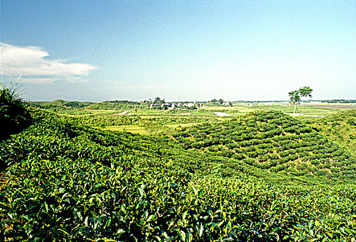 茶园,茶,一个,出口贸易,物品,孟加拉