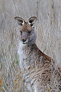 灰色,袋鼠,东方,沃伦邦格尔国家公园,澳大利亚