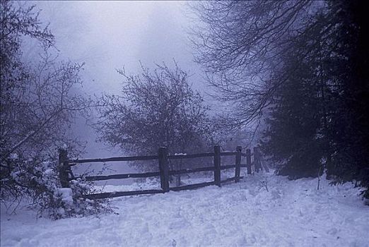 雪,冬天,州立公园,树,栅栏,加利福尼亚,美国,北美