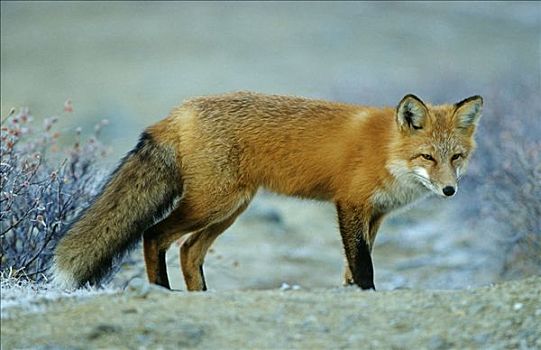 狐狸,狐属,猎捕,德纳里峰,阿拉斯加