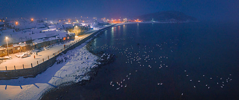 航拍山东威海俚岛镇烟墩角拍摄的冬天雪地天鹅风景夜景