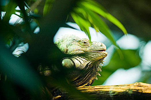 绿鬣蜥,隐藏,叶子