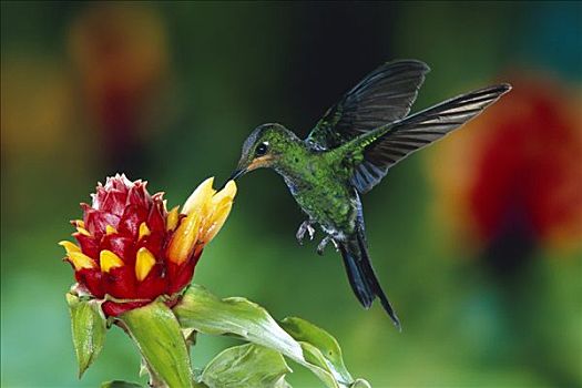 蜂鸟,幼小,进食,授粉,姜,花,蒙特维多云雾森林自然保护区,哥斯达黎加