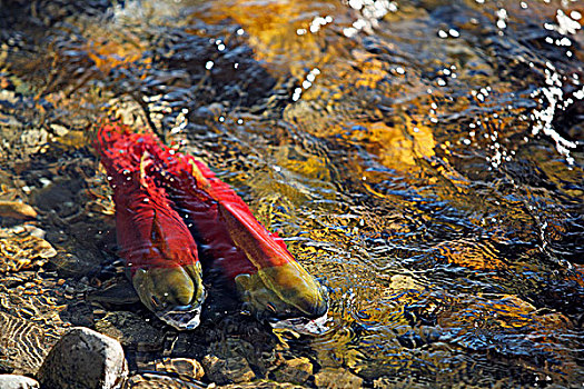 红大马哈鱼,红鲑鱼,亚当斯河,三文鱼,跑,靠近,手臂,不列颠哥伦比亚省,加拿大