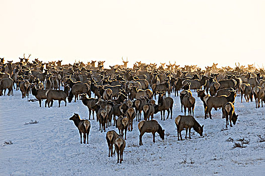 麋鹿,鹿属,鹿,牧群,移动,晨雾,聚集,大量,公园,围绕,大牧场,瓦特顿湖国家公园,西南方,艾伯塔省,加拿大