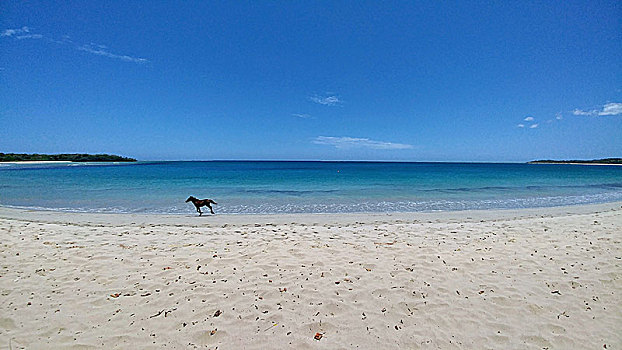 黑色,马,上方,白沙滩,蓝绿色海水,斐济