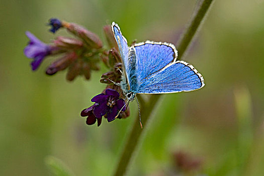 蝴蝶,匈牙利
