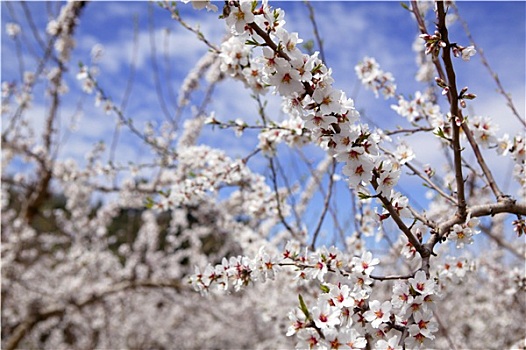 杏花,树,地点,粉色,白花