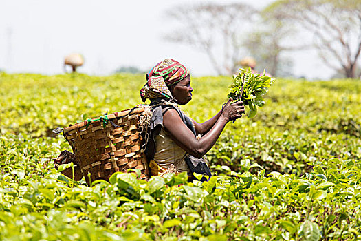 中非,马拉维,地区,茶,农场