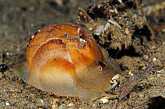 贝壳,壳,所罗门群岛