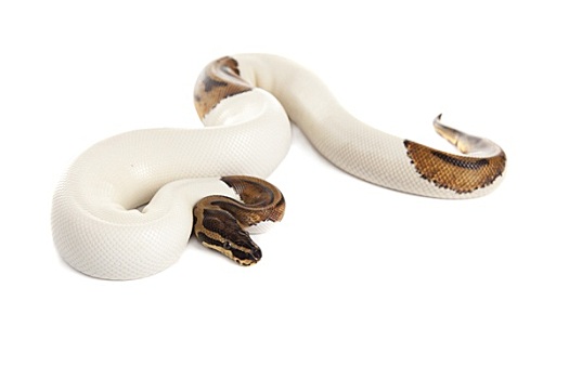 蛇,蟒蛇,絮叨,白色背景