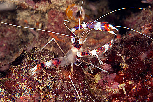 珊瑚虾,虾,南方,菲律宾,太平洋,东南亚