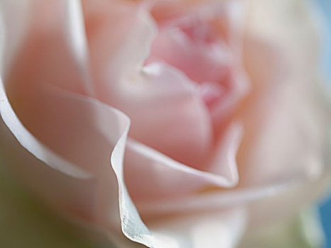 粉红玫瑰,盛开,特写