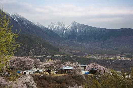 野桃花观赏圣地索松村