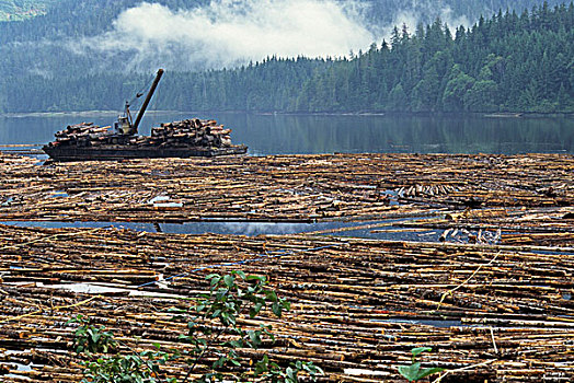 林业,原木,水,港口,温哥华岛,不列颠哥伦比亚省,加拿大