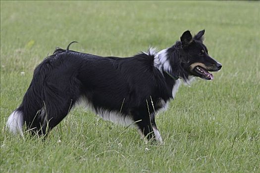 博德牧羊犬,站立,草地,侧面